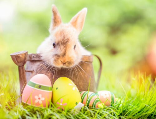 IST wünscht erholsame Feiertage und schöne Ostern!